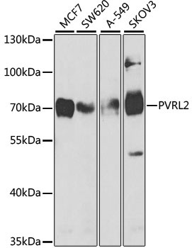PVRL2 Antibody