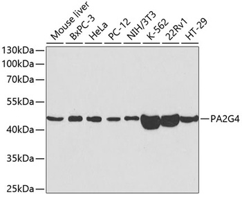 PA2G4 Antibody