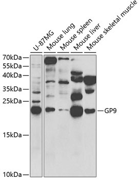 GP9 Antibody