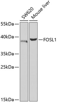 FOSL1 Antibody