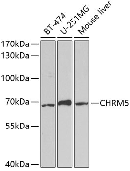 CHRM5 Antibody