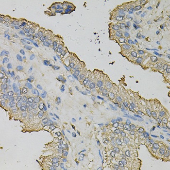 AZGP1 Antibody