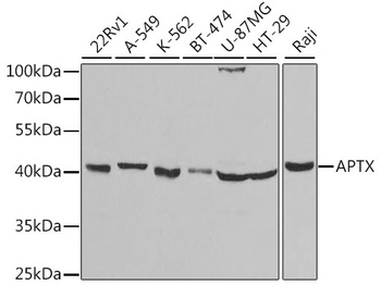 APTX Antibody