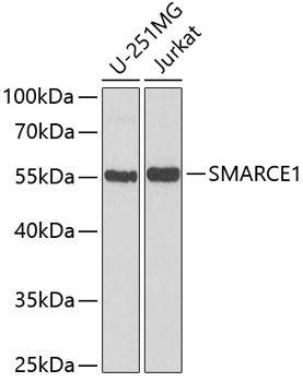 SMARCE1 Antibody