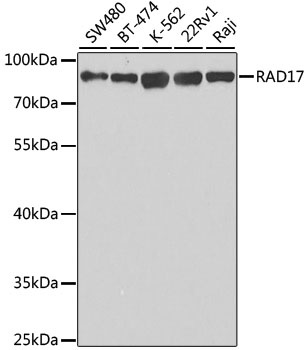 RAD17 Antibody