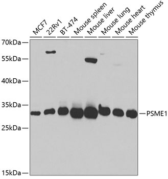 PSME1 Antibody