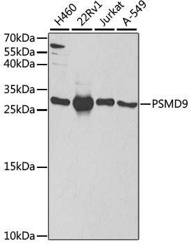 PSMD9 Antibody