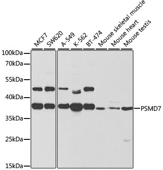 PSMD7 Antibody