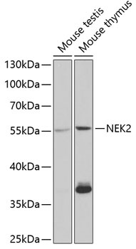 NEK2 Antibody