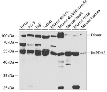 IMPDH2 Antibody