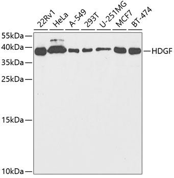 HDGF Antibody