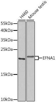 EFNA1 Antibody