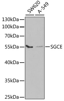 SGCE Antibody