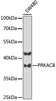 PRKACB Antibody