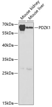 PDZK1 Antibody