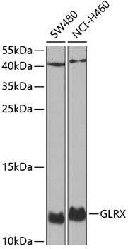 GLRX Antibody