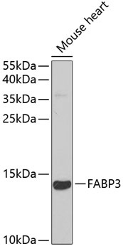 FABP3 Antibody