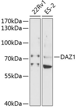 DAZ1 Antibody