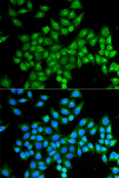 DAO Antibody