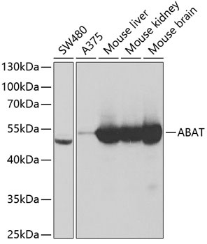 ABAT Antibody