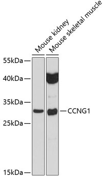 CCNG1 Antibody