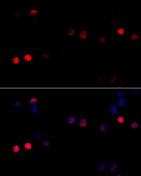 CCNG1 Antibody