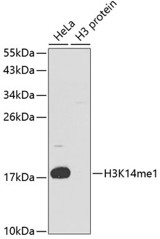 H3K14me1 Antibody