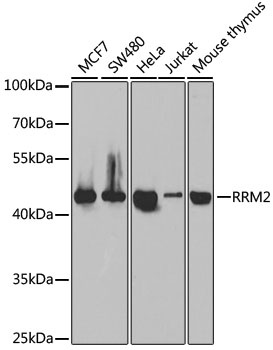 RRM2 Antibody