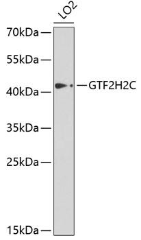 GTF2H2C Antibody