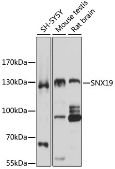 SNX19 Antibody