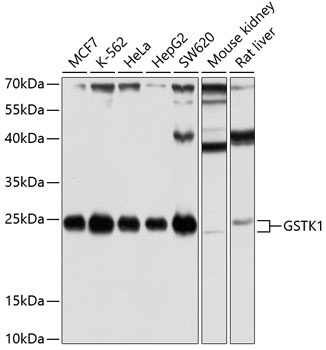 GSTK1 Antibody
