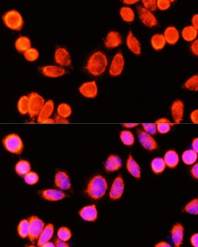 GSTK1 Antibody
