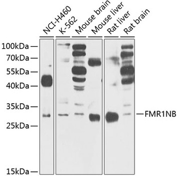 FMR1NB Antibody