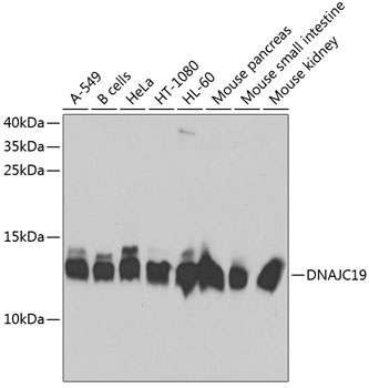 DNAJC19 Antibody