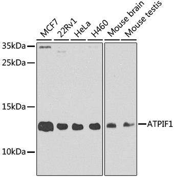 ATPIF1 Antibody