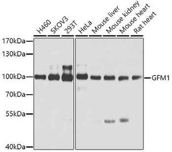 GFM1 Antibody