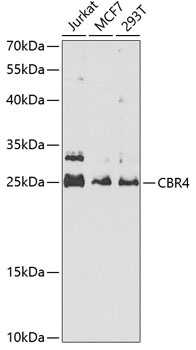 CBR4 Antibody