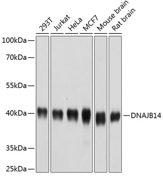 DNAJB14 Antibody