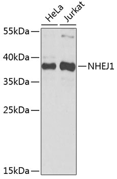 NHEJ1 Antibody