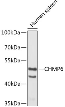 CHMP6 Antibody