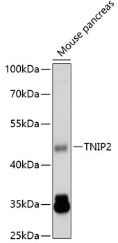 TNIP2 Antibody