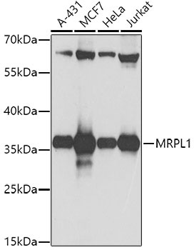 MRPL1 Antibody