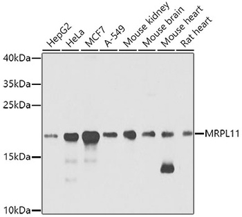MRPL11 Antibody