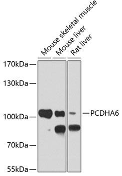 PCDHA6 Antibody