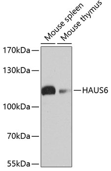 HAUS6 Antibody