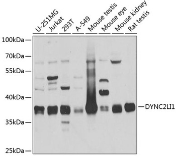 DYNC2LI1 Antibody