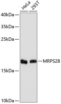 MRPS28 Antibody