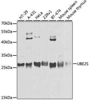 UBE2S Antibody
