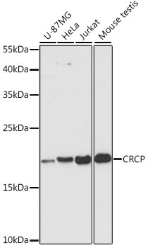 CRCP Antibody