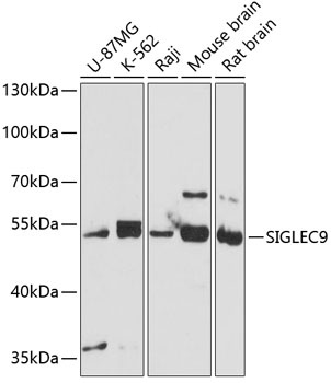 SIGLEC9 Antibody